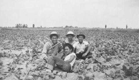 Internees in farm field, c. 1942-45
